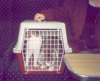 Photo JPFC1; Close up of Jenny and Penny on the Isle of Wight car ferry