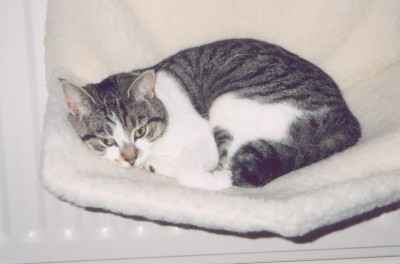 Photo P1; Penny on her bed on the radiator