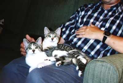 Photo 7; Kittens are small enough to have two on your lap at once