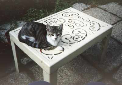 Photo 8; Jenny thinks this little table is for her to sit on